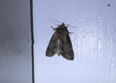 Dasylophia thyatiroides