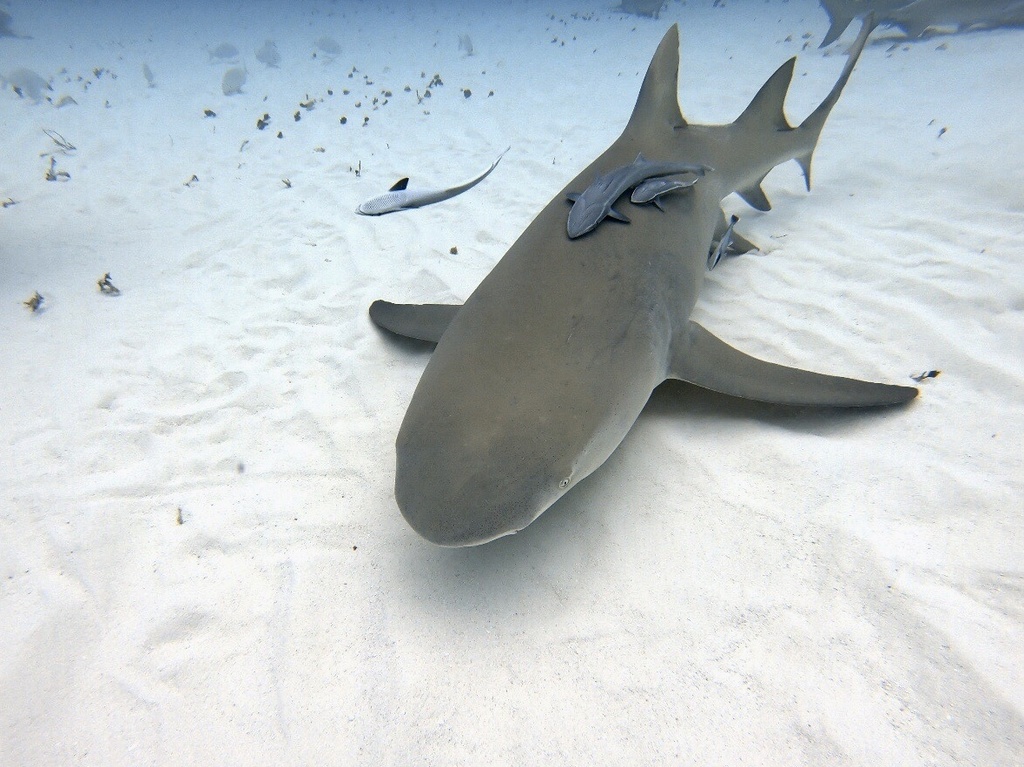 Photo of Lemon shark (Negaprion brevirostris)