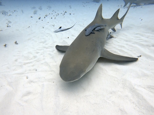 Lemon shark (Negaprion brevirostris) — Carcharhinidae — 2