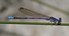 Argia hinei