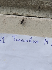 Rhyparochromus vulgaris