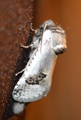 Parahypopta caestrum