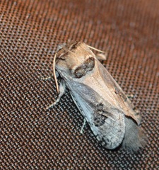 Parahypopta caestrum