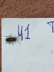 Rhyparochromus vulgaris