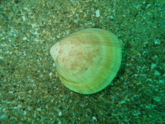 Laevicardium crassum