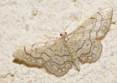 Idaea moniliata