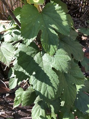 Rubus crataegifolius