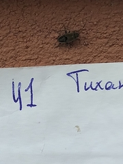 Rhyparochromus vulgaris