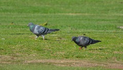 Columba livia domestica