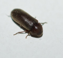 Oligomerus