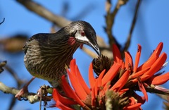 Anthochaera carunculata