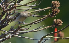 Lichmera indistincta