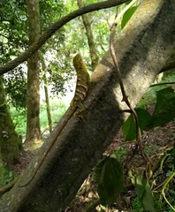 Enyalius