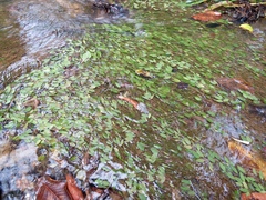 Potamogeton diversifolius