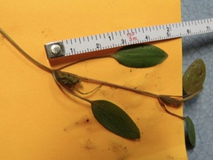 Potamogeton diversifolius