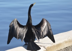 Anhinga novaehollandiae