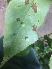 Caryomyia tuberculata