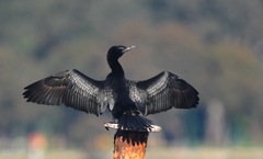 Phalacrocorax sulcirostris