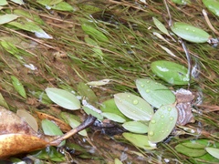 Potamogeton diversifolius