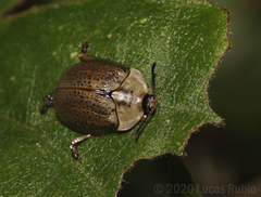 Chelymorpha indigesta