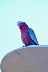 Eolophus roseicapilla