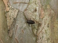 Phytocoris eximius