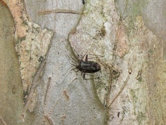 Phytocoris eximius