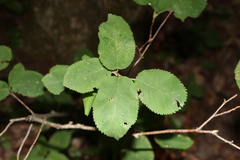 Amelanchier stolonifera
