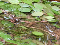 Potamogeton diversifolius