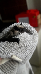 Parastrellus hesperus