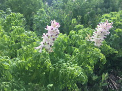 Corydalis caseana brandegeei