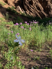 Saponaria officinalis