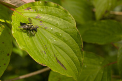Laphria sacrator