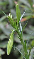 Lilium philippinense