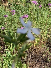 Saponaria officinalis