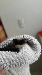 Parastrellus hesperus