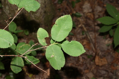 Amelanchier stolonifera