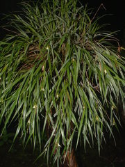 Elleanthus caricoides