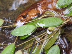 Potamogeton diversifolius