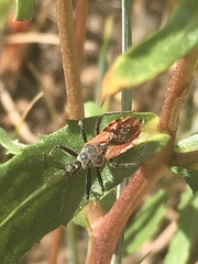 Rhynocoris ventralis