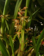 Epidendrum stangeanum