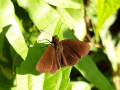 Ancistroides nigrita