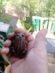 Pelobates vespertinus