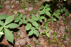 Amelanchier stolonifera