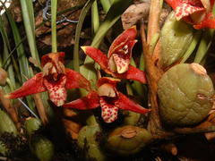Maxillaria tenuifolia