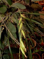 Pleurothallis quadrifida