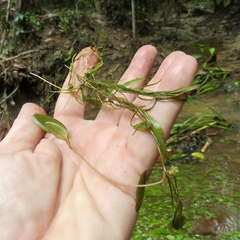 Potamogeton diversifolius