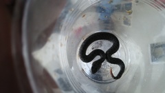 Crotalus triseriatus