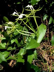 Epidendrum lacustre