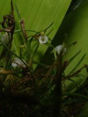 Elleanthus poiformis